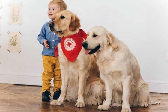 У Луцьку собаки-«терапевти» даруватимуть радість особливим людям