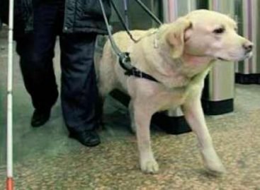 Як адаптувати метро під потреби незрячих з собаками-поводирями?
