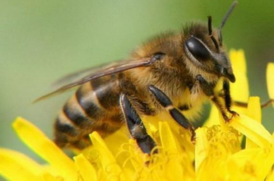 Бджолярі Луганщини вчитимуть людей з інвалідністю професії пасічник