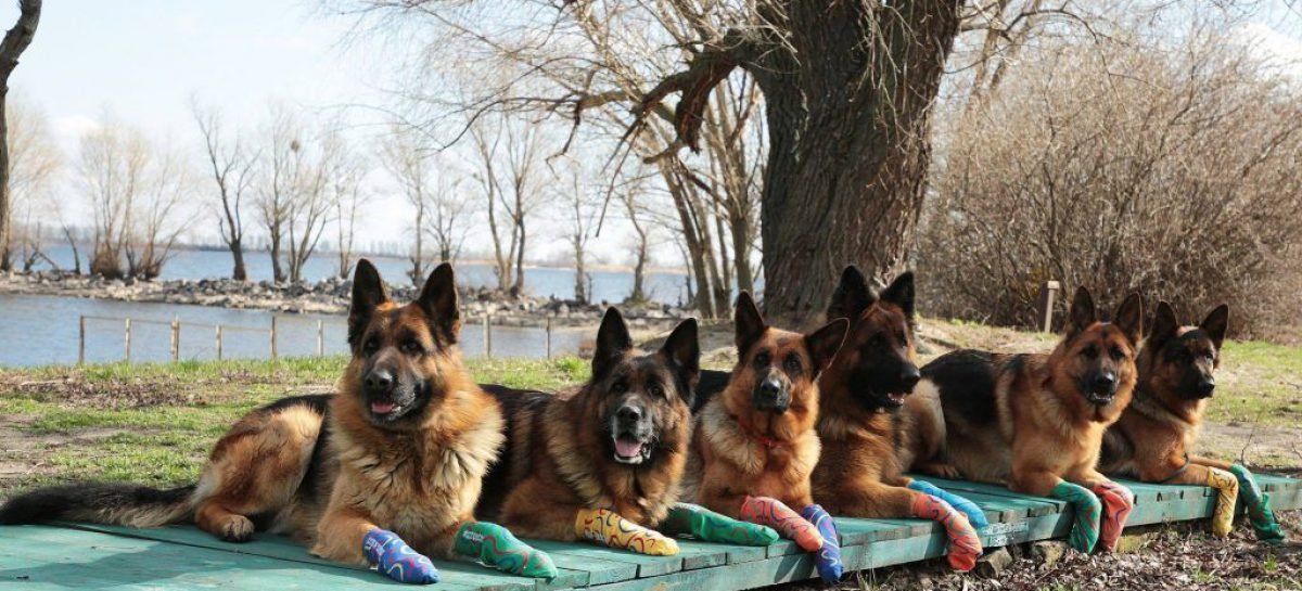 Чотирилапі лікарі: підопічні черкаського клубу собаківництва працюють реабілітологами з особливими дітьми
