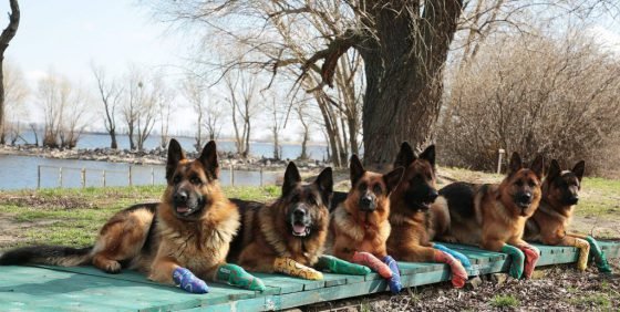 Чотирилапі лікарі: підопічні черкаського клубу собаківництва працюють реабілітологами з особливими дітьми